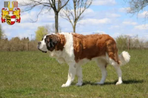 Read more about the article St. Bernard breeders and puppies in Carinthia