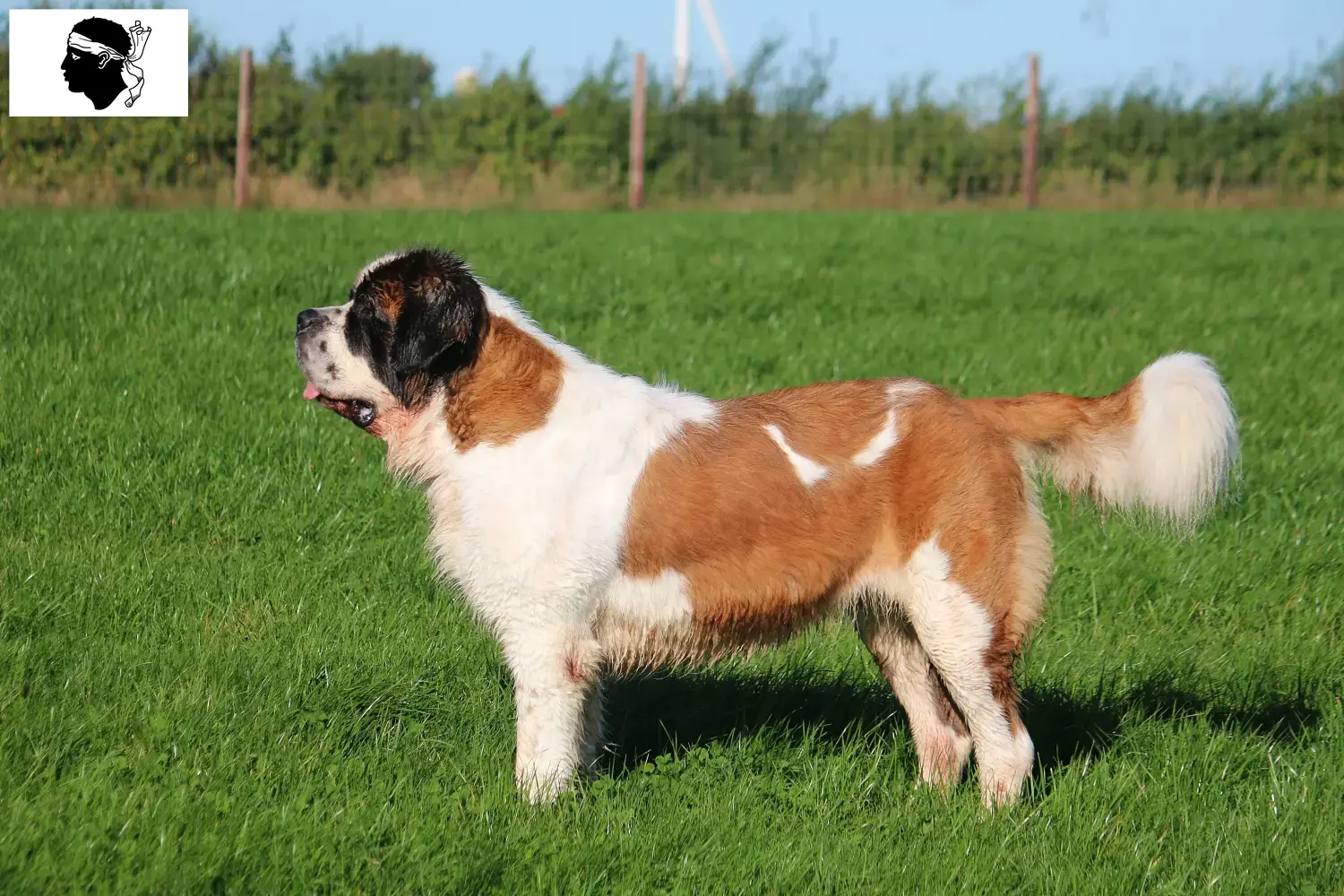 Read more about the article St. Bernard breeders and puppies in Corsica