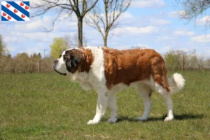 Read more about the article St. Bernard breeders and puppies in Friesland