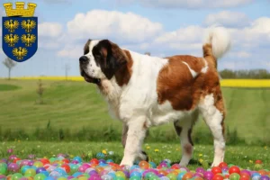 Read more about the article Saint Bernard breeders and puppies in Lower Austria