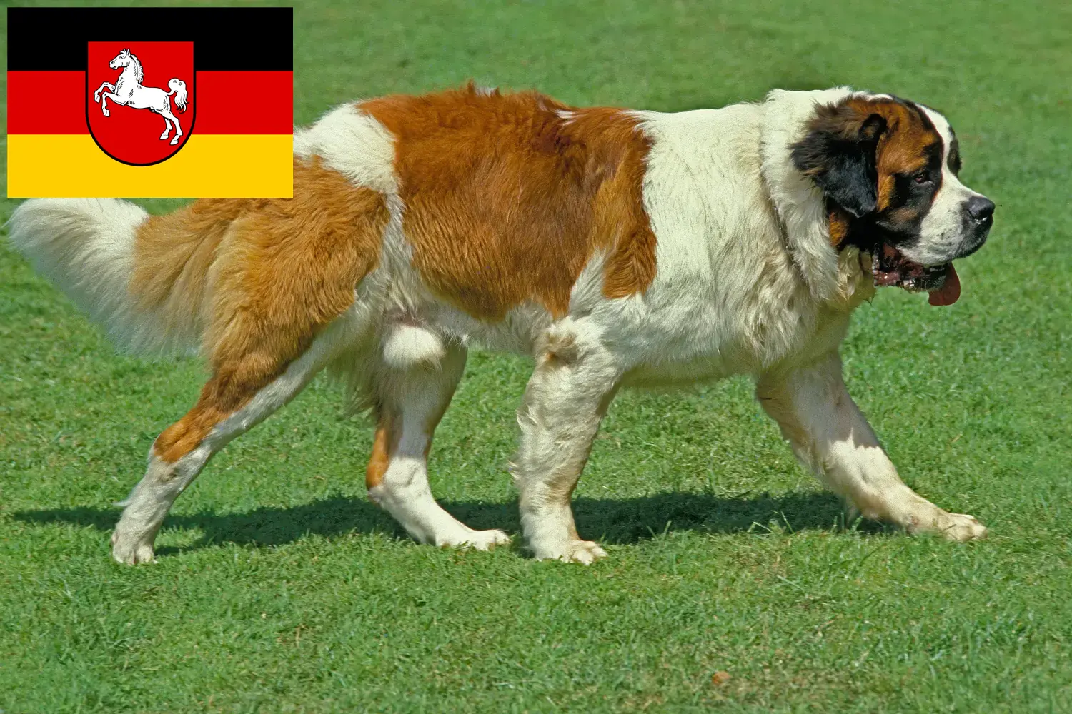 Read more about the article Saint Bernard breeders and puppies in Lower Saxony