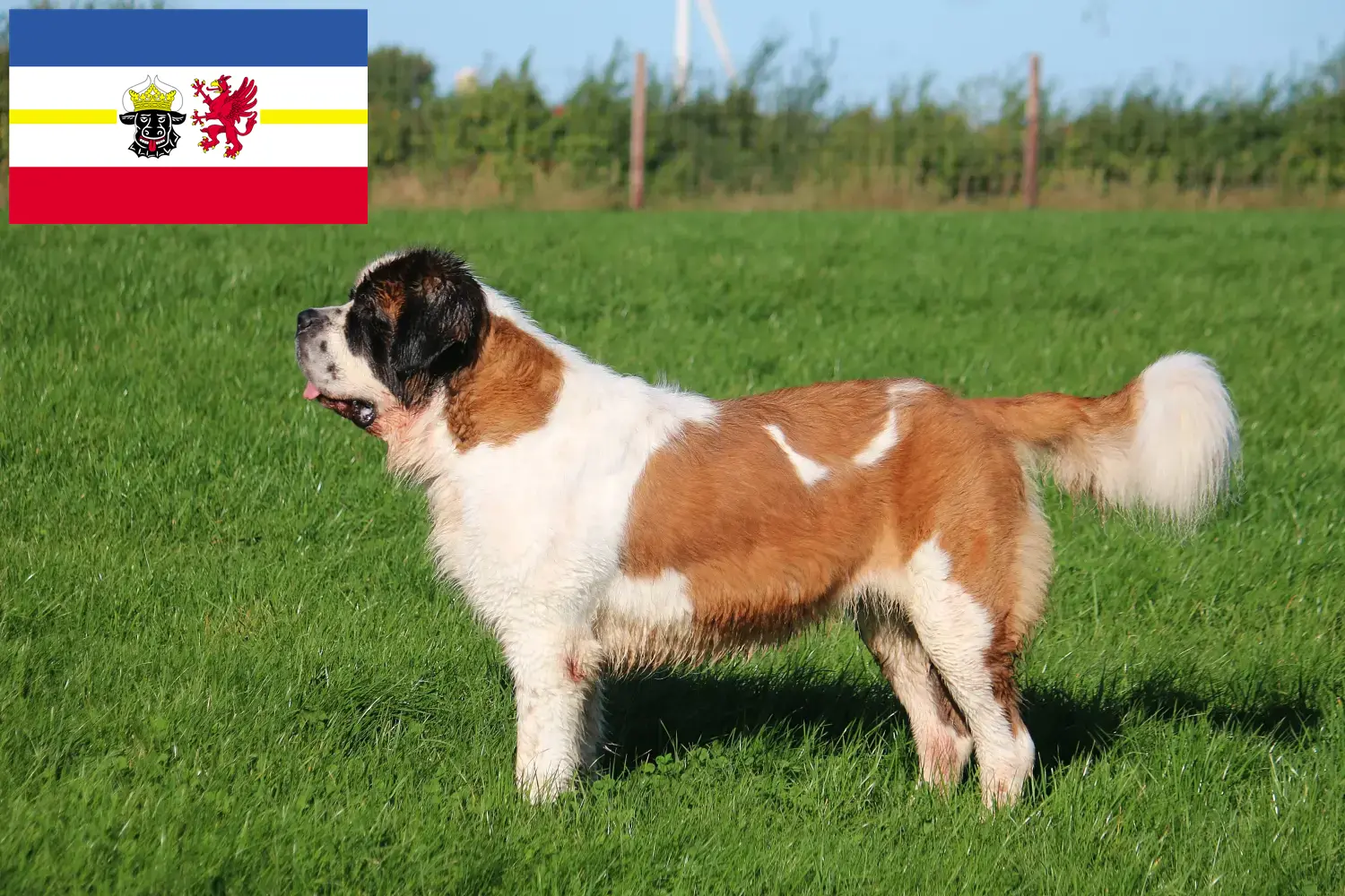 Read more about the article St. Bernard breeders and puppies in Mecklenburg-Vorpommern