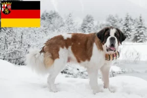 Read more about the article St. Bernard breeders and puppies in Rhineland-Palatinate