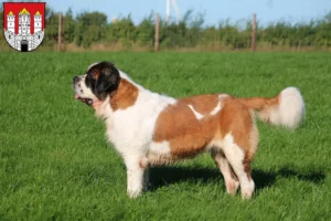 Read more about the article St. Bernard breeders and puppies in Salzburg