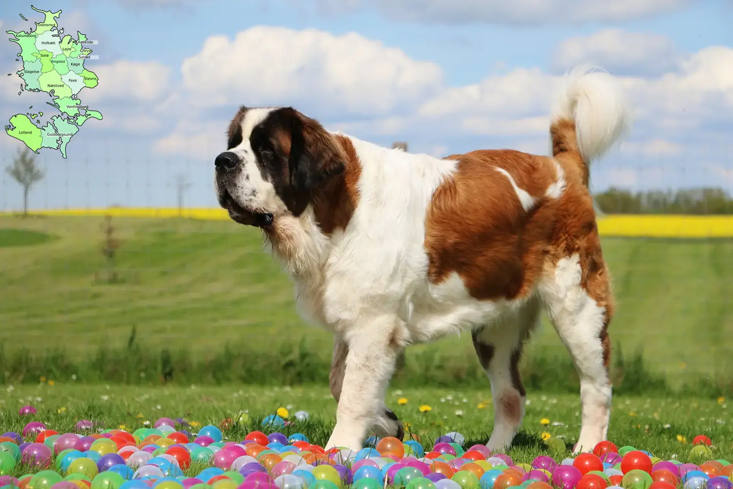 Read more about the article St. Bernard breeders and puppies in Sjælland