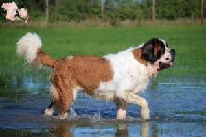 Read more about the article Saint Bernard breeders and puppies in Syddanmark