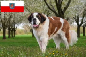 Read more about the article St. Bernard breeders and puppies in Thuringia