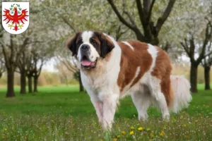 Read more about the article St. Bernard breeders and puppies in Tyrol