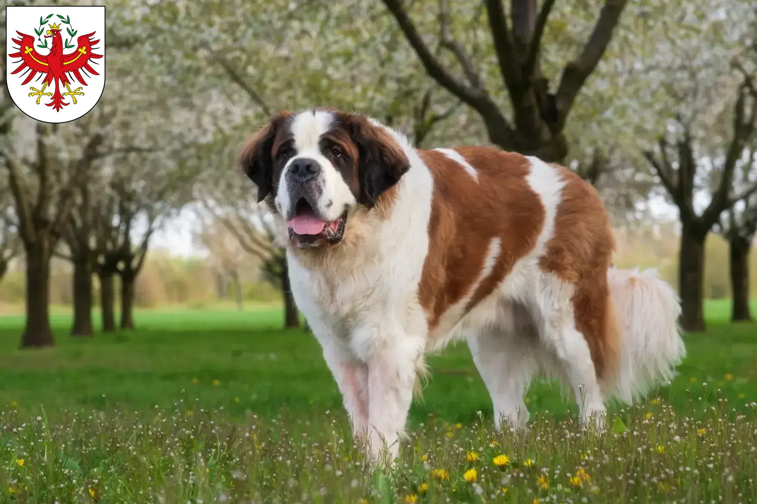 Read more about the article St. Bernard breeders and puppies in Tyrol