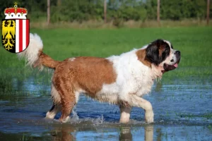 Read more about the article St. Bernard breeders and puppies in Upper Austria