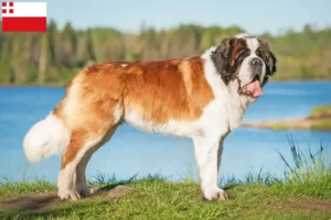 Read more about the article Saint Bernard breeders and puppies in Utrecht