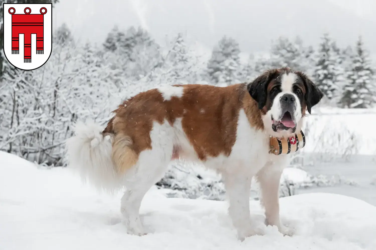 Read more about the article St. Bernard breeders and puppies in Vorarlberg