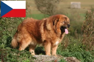 Read more about the article Tibetan Mastiff breeders and puppies in the Czech Republic
