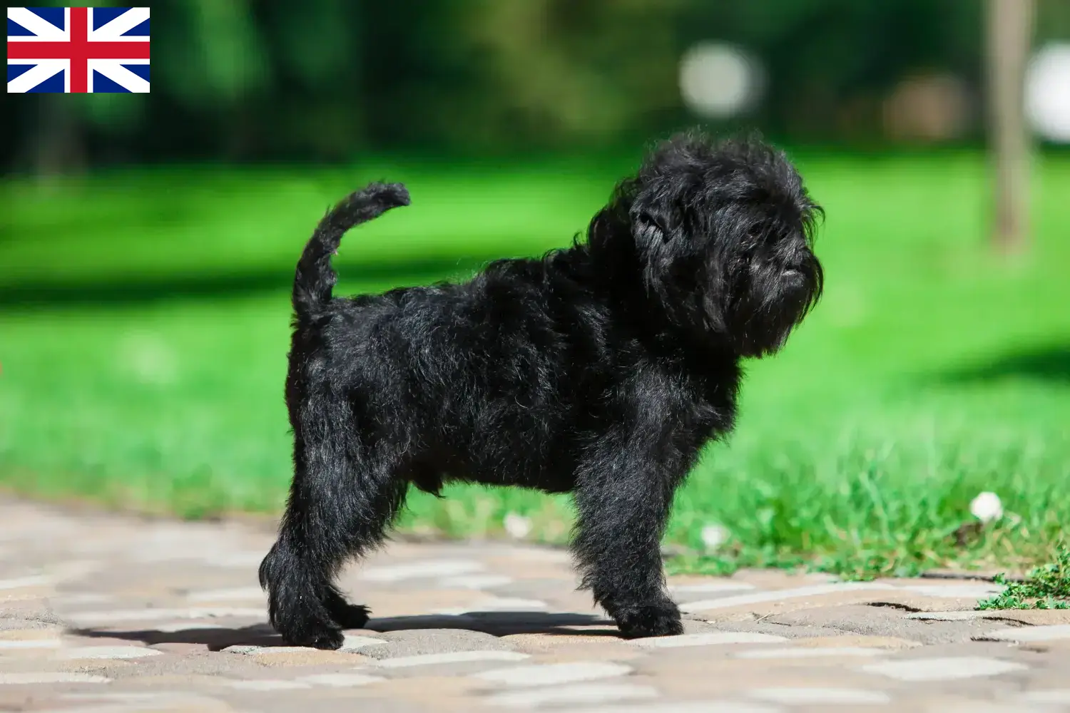 Read more about the article Affenpinscher breeders and puppies in Great Britain