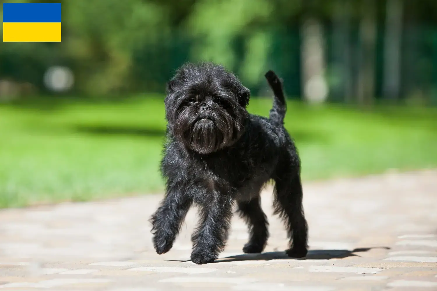 Read more about the article Affenpinscher breeders and puppies in Ukraine
