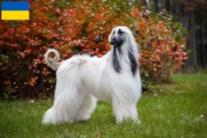 Read more about the article Afghan Hound breeders and puppies in Ukraine