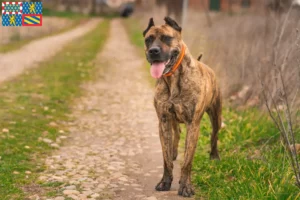 Read more about the article Alano Español breeders and puppies in Bourgogne-Franche-Comté