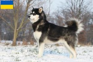 Read more about the article Alaskan Malamute breeders and puppies in Ukraine