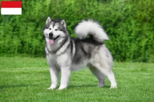 Read more about the article Alaskan Malamute breeders and puppies in Vienna