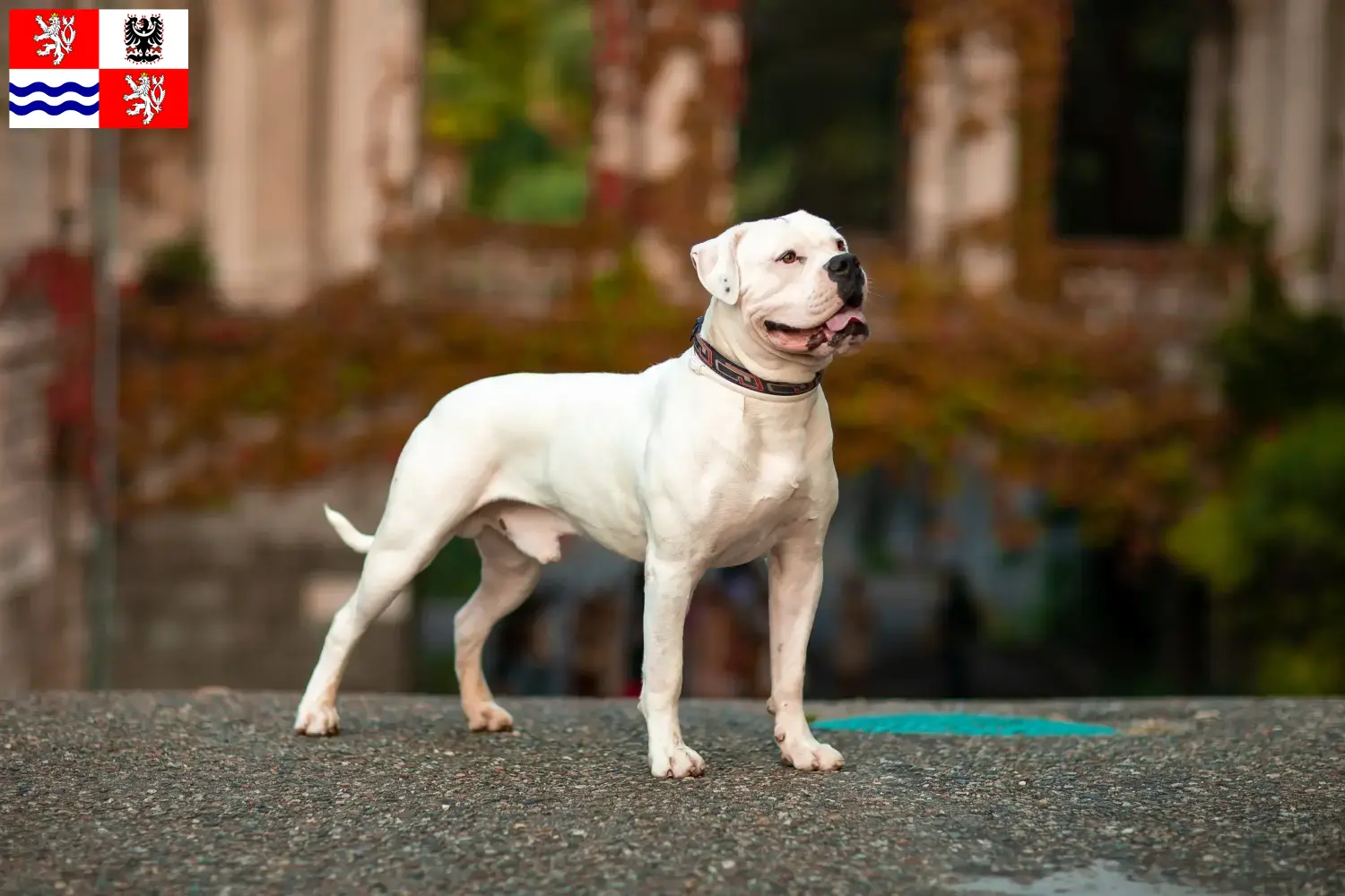 Read more about the article American Bulldog breeders and puppies in Central Bohemia