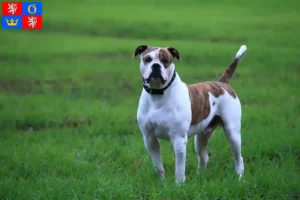 Read more about the article American Bulldog breeders and puppies in Hradec Králové