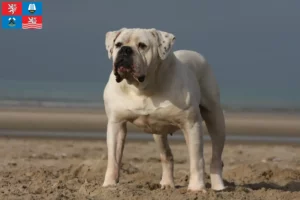 Read more about the article American Bulldog breeders and puppies in Karlsbad