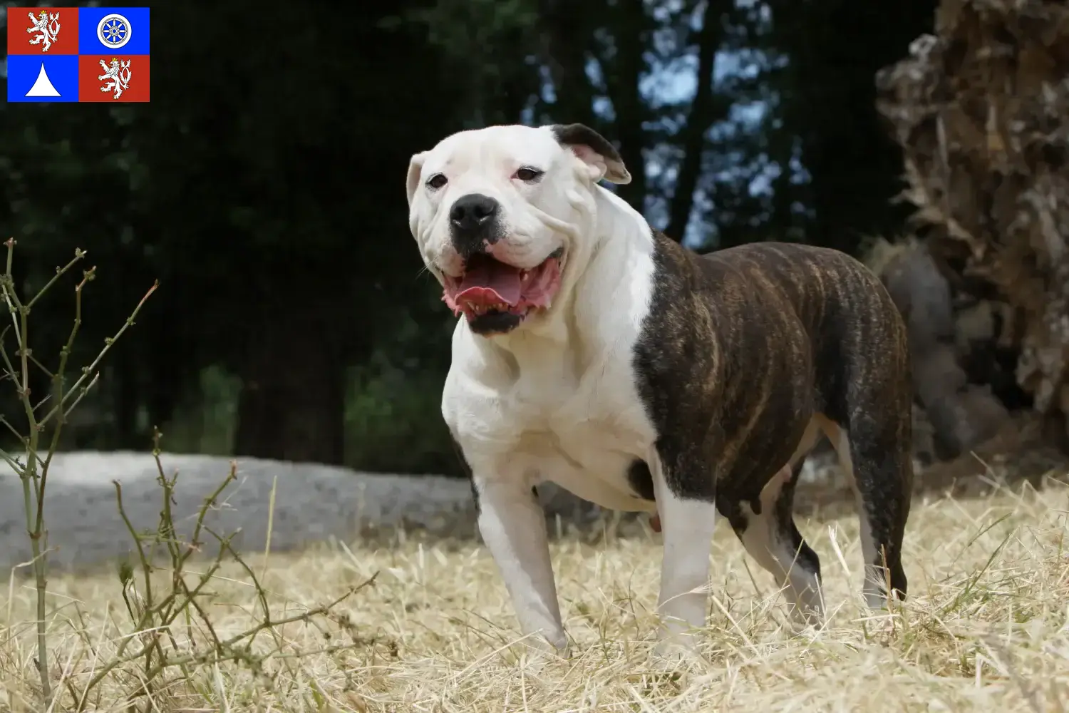 Read more about the article American Bulldog breeders and puppies in Liberec