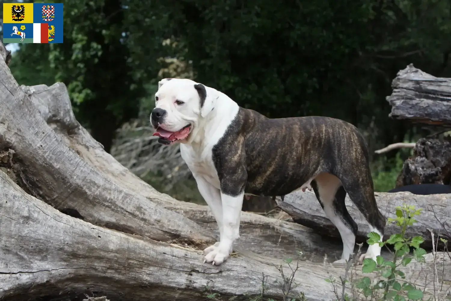 Read more about the article American Bulldog breeders and puppies in Moravia-Silesia