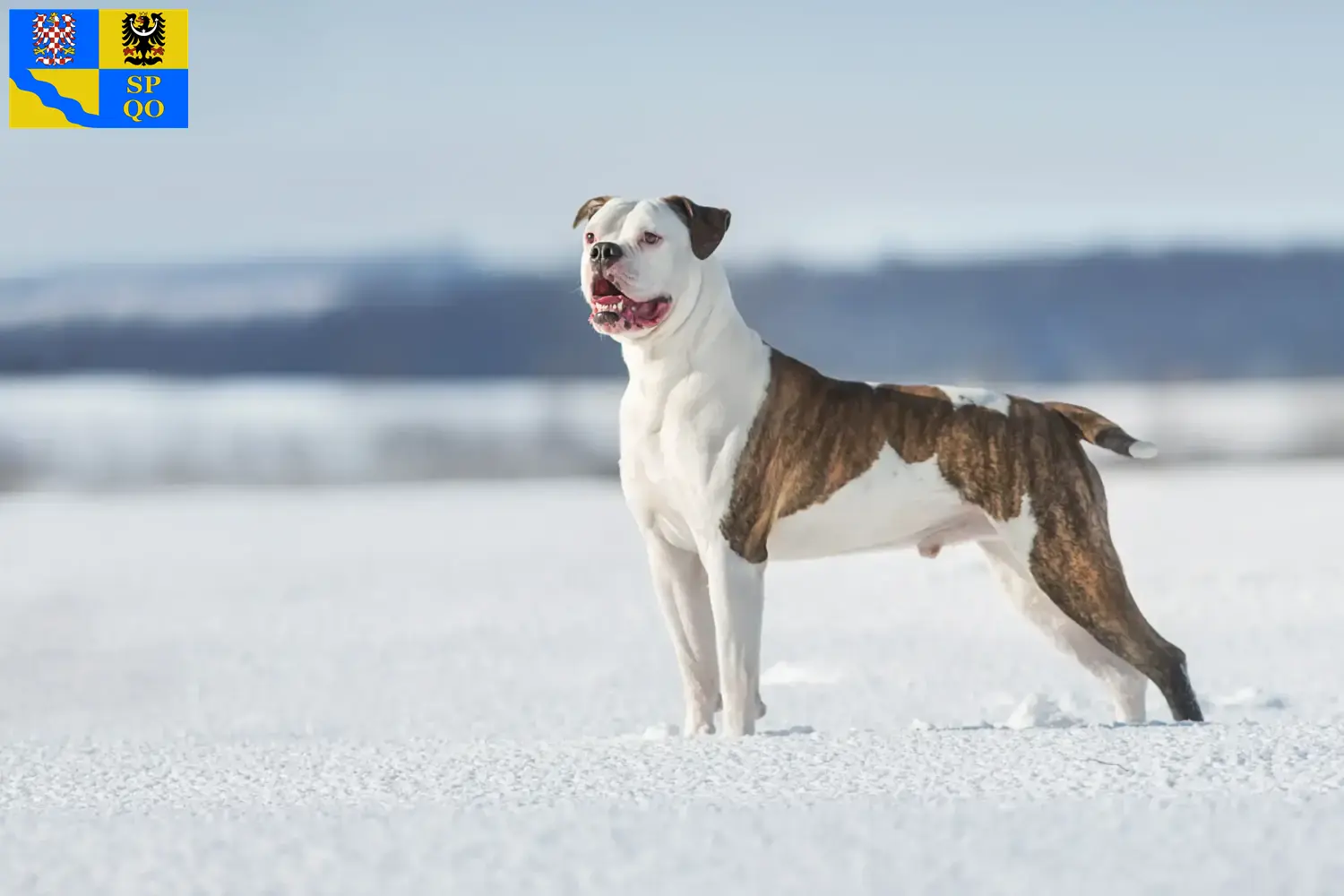 Read more about the article American Bulldog breeders and puppies in Olomouc