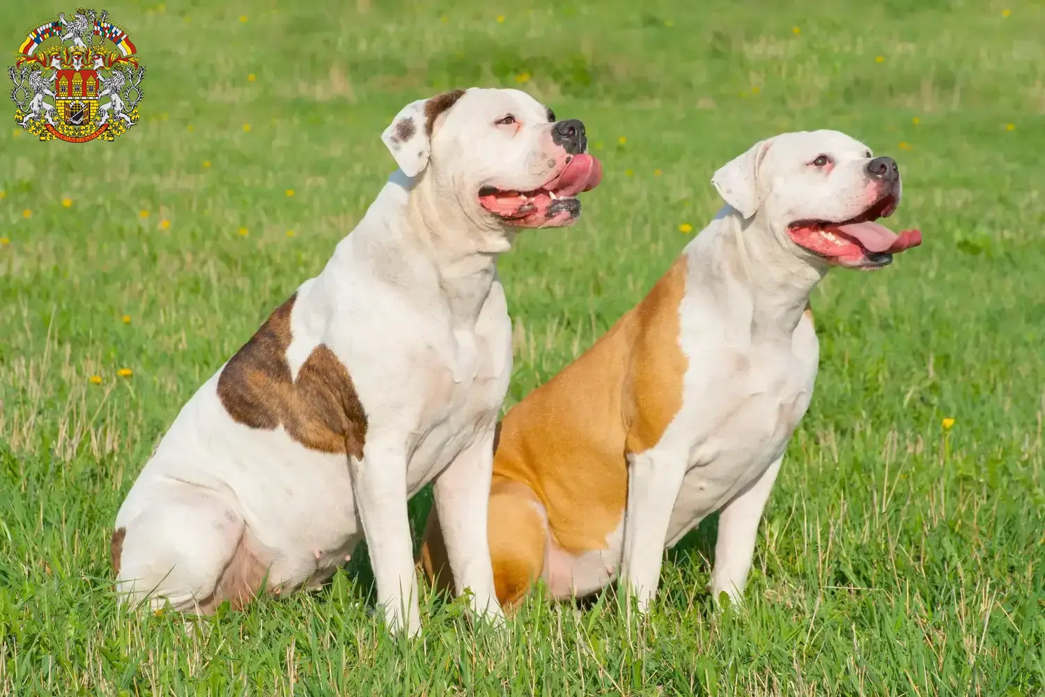Read more about the article American Bulldog breeders and puppies in Prague