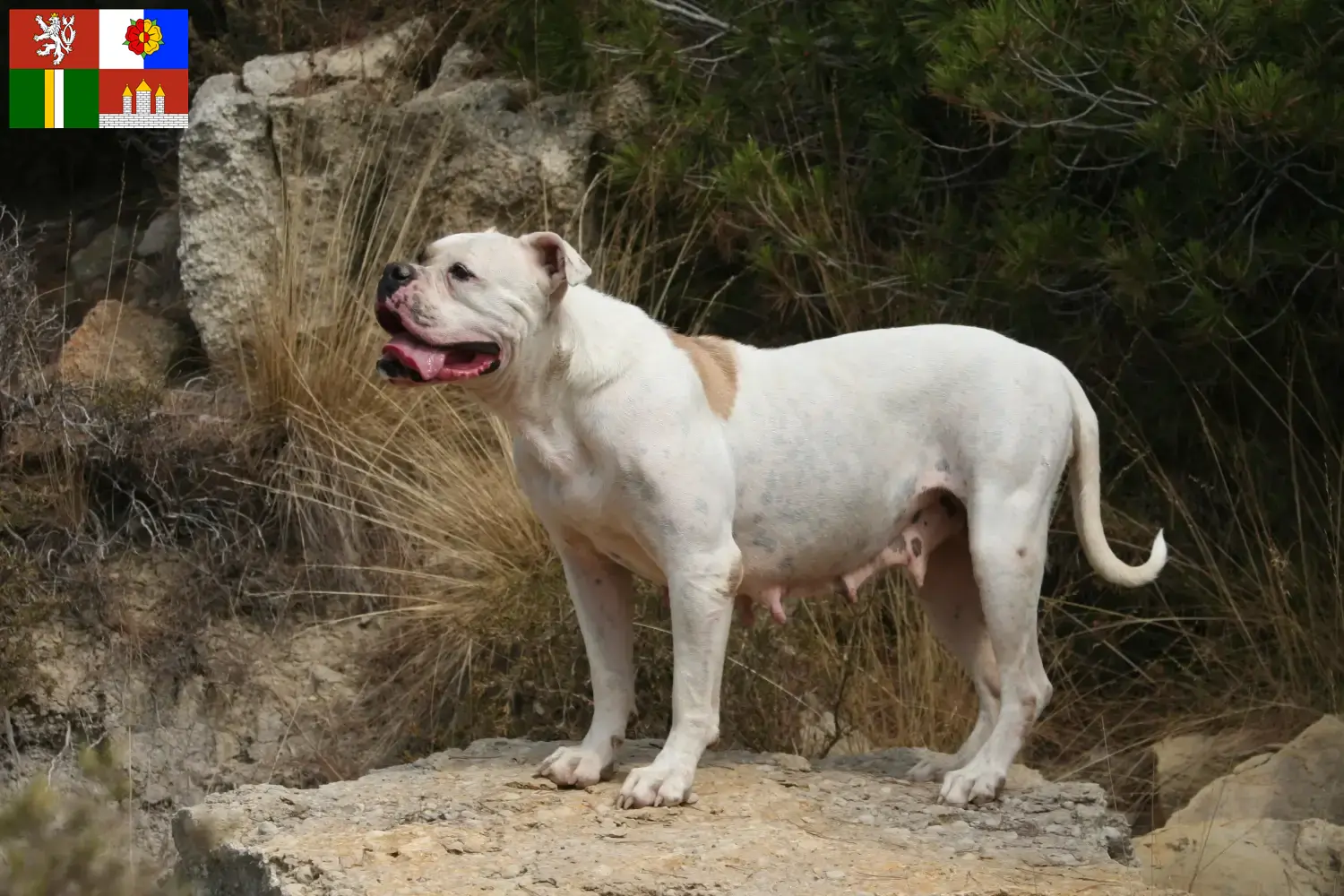 Read more about the article American Bulldog breeders and puppies in South Bohemia