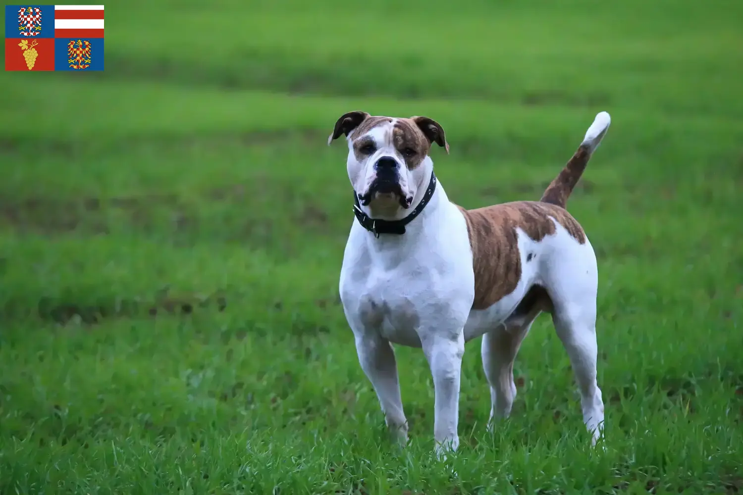Read more about the article American Bulldog breeders and puppies in South Moravia