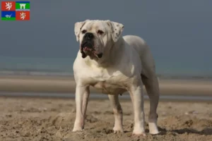 Read more about the article American Bulldog breeders and puppies in Ústí
