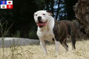 Read more about the article American Bulldog breeders and puppies in Vysočina