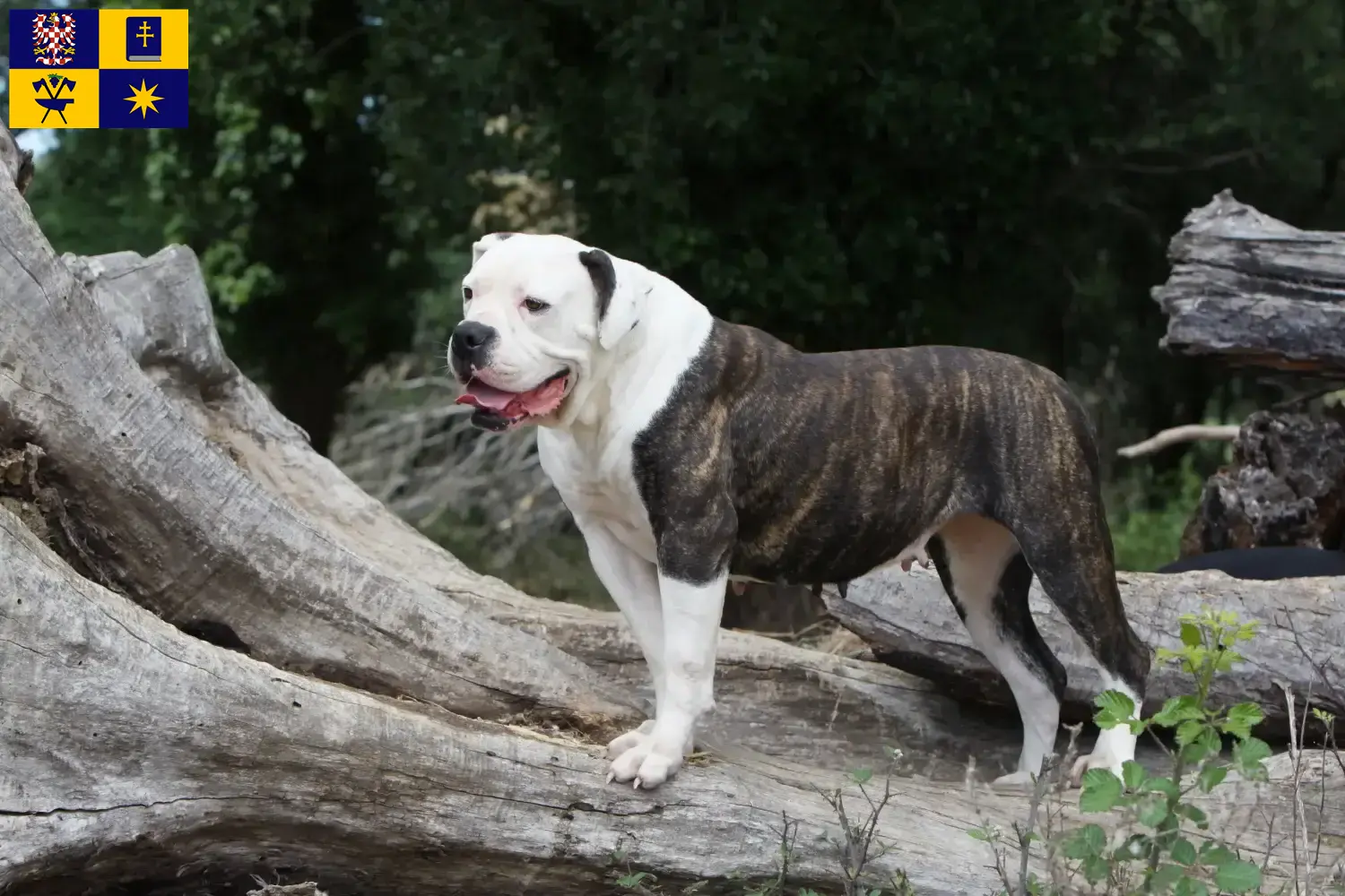 Read more about the article American Bulldog breeders and puppies in Zlín