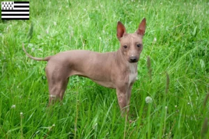 Read more about the article American Hairless Terrier breeders and puppies in Brittany