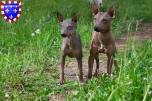 Read more about the article American Hairless Terrier breeders and puppies in Centre-Val de Loire