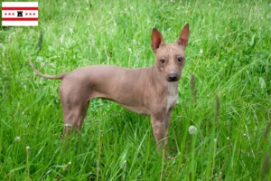 Read more about the article American Hairless Terrier breeders and puppies in Drenthe