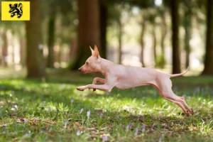 Read more about the article American Hairless Terrier breeders and puppies in Flanders
