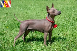 Read more about the article American Hairless Terrier breeders and puppies in Grand Est
