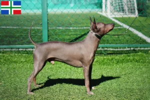 Read more about the article American Hairless Terrier breeders and puppies in Groningen