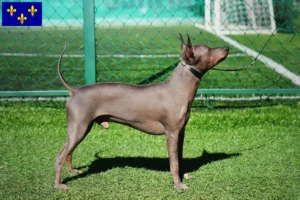 Read more about the article American Hairless Terrier breeders and puppies in Île-de-France