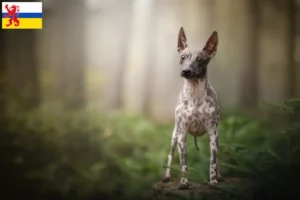 Read more about the article American Hairless Terrier breeders and puppies in Limburg