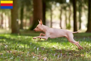 Read more about the article American Hairless Terrier breeders and puppies in North Holland