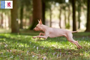 Read more about the article American Hairless Terrier breeders and puppies in Nouvelle-Aquitaine