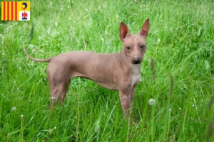 Read more about the article American Hairless Terrier breeders and puppies in Provence-Alpes-Côte d’Azur