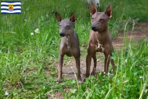 Read more about the article American Hairless Terrier breeders and puppies in Zeeland