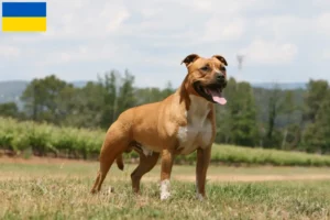 Read more about the article American Staffordshire Terrier breeders and puppies in Ukraine