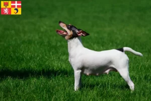 Read more about the article American Toy Terrier breeders and puppies in Auvergne-Rhône-Alpes