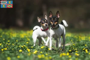 Read more about the article American Toy Terrier breeders and puppies in Bourgogne-Franche-Comté